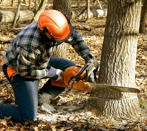 Tree Removal in Daleville, IN